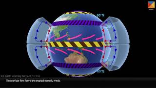 Tricellular circulation [upl. by Burg]