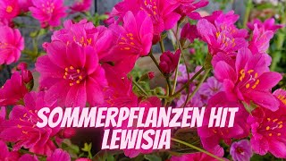 LEWISIA  Die pflegeleichte Sommerpflanze  Der Blumenmnn erklärt dir eine tolle Sommer Pflanze [upl. by Eiznek]