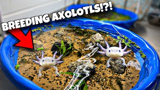 Breeding Axolotls In Pool Pond Cheap DIY [upl. by Boleyn35]