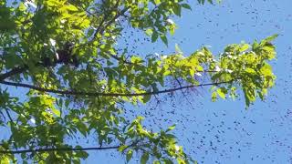 Swarm Of Bees In The Air Then To A Limb Must See [upl. by Blanche656]