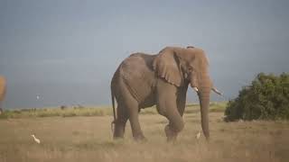 Discover Amboseli National Park with African Hagyko Safaris Limited [upl. by Salazar547]