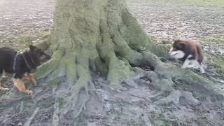 Chodsky PesBohemian Shepherd amp Finnish Lapphund playing [upl. by Yeffej]