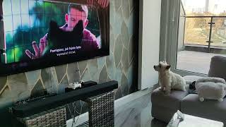 Westie movie review Dog its barking good [upl. by Ringe110]