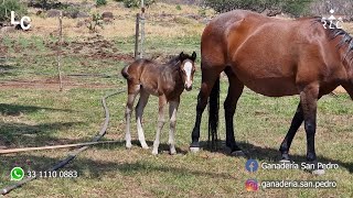 Visita a Ganadería San Pedro 2023  Yeguas de cría  Parte 2 [upl. by Sadie415]