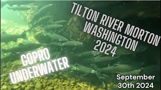 Tilton River WA USA 2024 Underwater Gopro Footage [upl. by Oiceladni46]