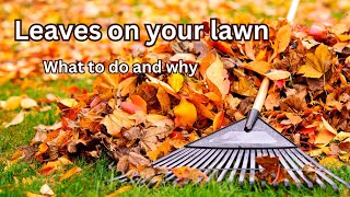 Leaves on your lawn What to do and why [upl. by Emor360]