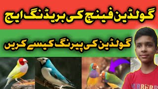 🤔Goldien Finch Breeding Age🤔👌  Nayab Tips and Information👌  MZ Pets [upl. by Imoin]