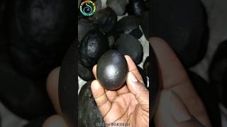 Shaligram  siva shaligram shila  gandaki river shaligram 💐💐 shorts short shortsfeed [upl. by Ecille415]