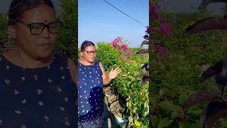 Madhu Kamini Murraya PaniculataFlower Plant shorts ytshorts gardening [upl. by Ottillia]