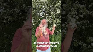 Weißdorn  Das wichtigste Herzmittel der Natur garten nature natur wald deutsch [upl. by Nwahsat116]