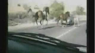 Horse Crashes Into Car [upl. by Aittam]