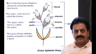 First Year  Chapter 9  Kingdom Plantae  Part 24  Family Poaceae  Grass family [upl. by Ahoufe173]