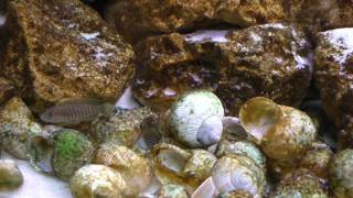 Lamprologus similis breeding behavior  Tanganyika shell dwellers  Muszlowcepl [upl. by Holmes495]