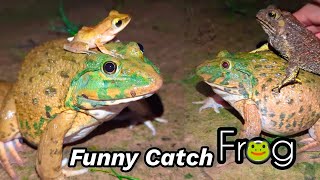 Catch frog jumping for fun  Frog catch fly  Catch a frog for fun  funny frogs  bull frogs funny [upl. by Inaboy]