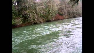 Cowichan Coho November 2014 [upl. by Aibara]