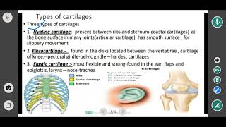 cartilage  types of cartilage hyaline  fibrocartilage and one other elastic 12 biology [upl. by Aerdnaed]