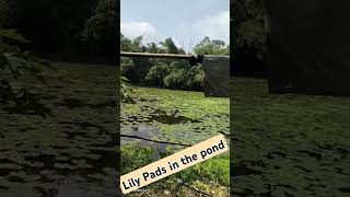 Lily Pads in the pondVery rare view httpswwwyoutubecomchannelUCdUZ9zKeBkP8oH7ioqpKCeg [upl. by Leahcam]