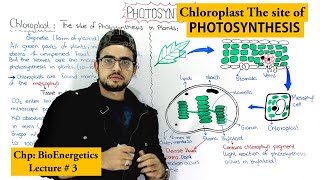 Role of Chloroplast in Photosynthesis [upl. by Kriste]