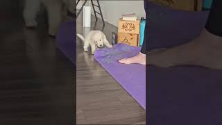 Goldendoodle puppy is playing with persons mat during puppy yoga [upl. by Mich]