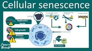 Senescence  Overview of Cell Senescence  hallmarks and inducers of Cell Senescence  USMLE [upl. by Eibber242]