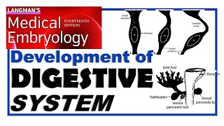 Langman Chapter15  Embryology of Digestive System  Dr Asif Lectures [upl. by Niac986]