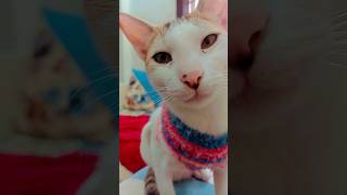 Fazal Bakhsh🐾 comedy funny explore viralvideo trendingshorts shortvideo catlover catvideos [upl. by Tomlin]