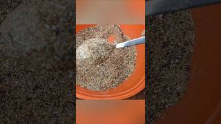 Organic home made fertilizer for flower plants terrace garden Sresta gardenmore blooms [upl. by Etnovad]