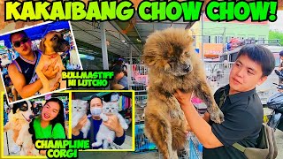 NAGLABASAN NA ANG MATITINDING ASO AT PUSA SA GROTTO BULACAN PET MARKET [upl. by Urbana]