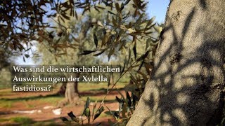 Was sind die wirtschaftlichen Auswirkungen der Xylella fastidiosa [upl. by Helsell]