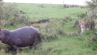 Grumpy hippo sprays poop at lion pride [upl. by Yrian]