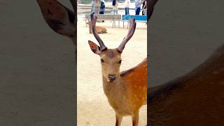 Miyajima island Japan 🇯🇵 foryoupageシ reels cute viral japan travel [upl. by Diella]