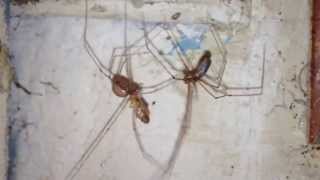 Cellar Spiders Mating [upl. by Wohlert]