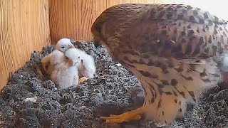 5🦃Kestrel Nest ❶ Nido CERNÍCALO Cámara 17  Ávila LAGUNA de EL OSO 220524 [upl. by Nnawtna]