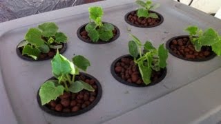 Home made Deep water hydroponic system for 35 Easy [upl. by Sweet646]