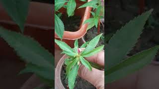 easily grow balsamdopati plantand easy to bloomsi get get lots of new plants eadilyshorts [upl. by Elvia]