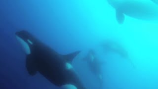 Scientists find new type of killer whale off Chile [upl. by Ondrea]