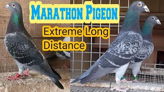 4 MARATHON PIGEONSExtreme Long DistanceBharwana LoftRacing Pigeon [upl. by Wilmar]