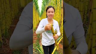 The Softest Sweet and Juicy Sugarcane Farming Chinese Sugarcane shorts satisfying youtubeshorts [upl. by Sheya]