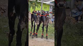 Ram💞 LaxmanAggressive Hallikar Race Bull Calves 💥shorts subscribe [upl. by Auqinaj859]