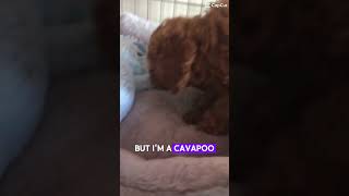 I’m a cavoodle puppy [upl. by Orola]