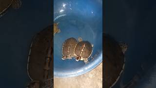 Baarish ka mazaa lete hue turtle 💞🐢 shorts turtle tortoise pets animals [upl. by Hadwyn]