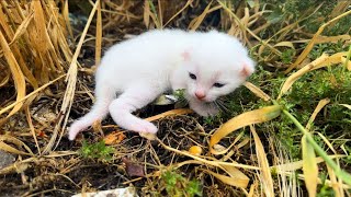 Rescue The Exhausted Newborn Kittens On The Village Road [upl. by Mathew804]