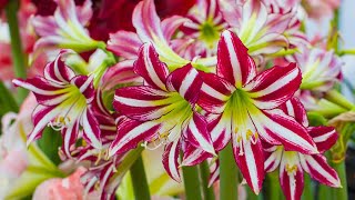 How to Plant Indoor Amaryllis Winter Garden Guide [upl. by Nyrual97]