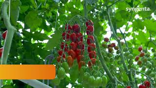 TIAM235003 our hit in cherry tomatoes with ToBRFV and cladosporium resistance [upl. by Acinoda]