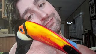 My Rescue Toucan Rescued Me [upl. by Critchfield]