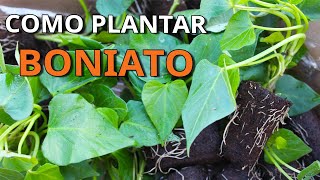 🆕️ PLANTA BONIATO ASÍ y Cosecharas Alimento por Meses 👉Cultivo BIOINTENSIVO Sobre Bioplasticos [upl. by Rainger]