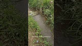 Mancing Uceng di Parit Sawah shortvideo [upl. by Nicolai]