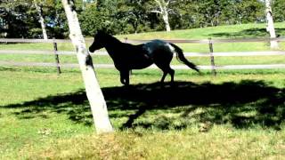 Appaloosa Dancing with Pasture Shadows [upl. by Sadoff626]