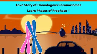 Stages of Prophase 1 of Meiosis with a visual mnemonic [upl. by Gearhart]