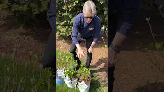 It’s Time to Prune Your Panicle and Arborescens Hydrangeas [upl. by Hasty203]